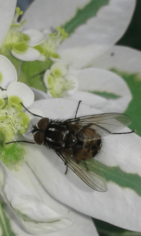 Muscidae : Graphomya maculata (maschio)?  Graphomya cfr. maculata